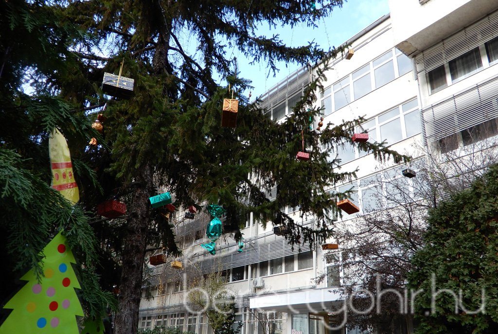 Fenyődíszítés a kórházban 31